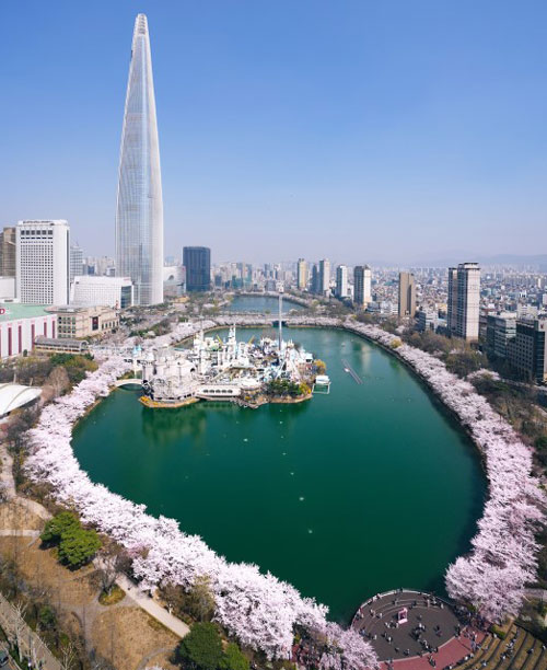 송파구는 3월27일부터 31일까지 5일간 서울의 대표 벚꽃 명소인 석촌호수에서 ‘호수벚꽃축제’를 개최한다. 사진은 석촌호수에 만개한 벚꽃 모습.