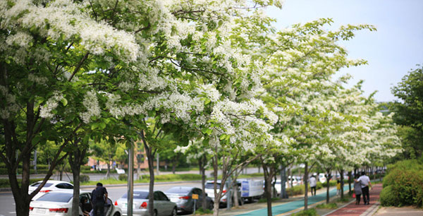 송파구가 탄천변 ‘송파둘레길’에 시원한 그늘과 아름다운 경관을 제공하기 위해 ‘흰 눈꽃’으로 유명한 이팝나무길을 조성한다. 사진은 이팝나무 가로수 모습.